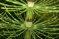 equisetum telmateia braunei  thumbnail graphic